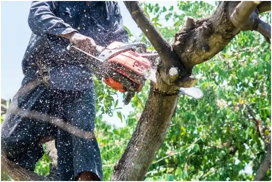 tree services Glenside